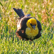 Yellow-headed Blackbird